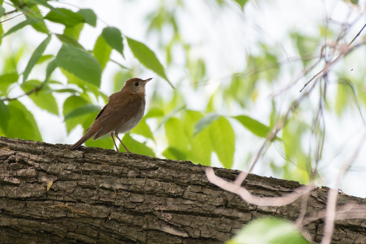 Veery - Joris Zhou