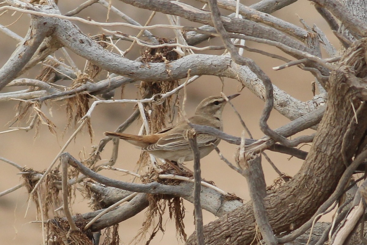 Rufous-tailed Scrub-Robin (African) - Tyler Joyner