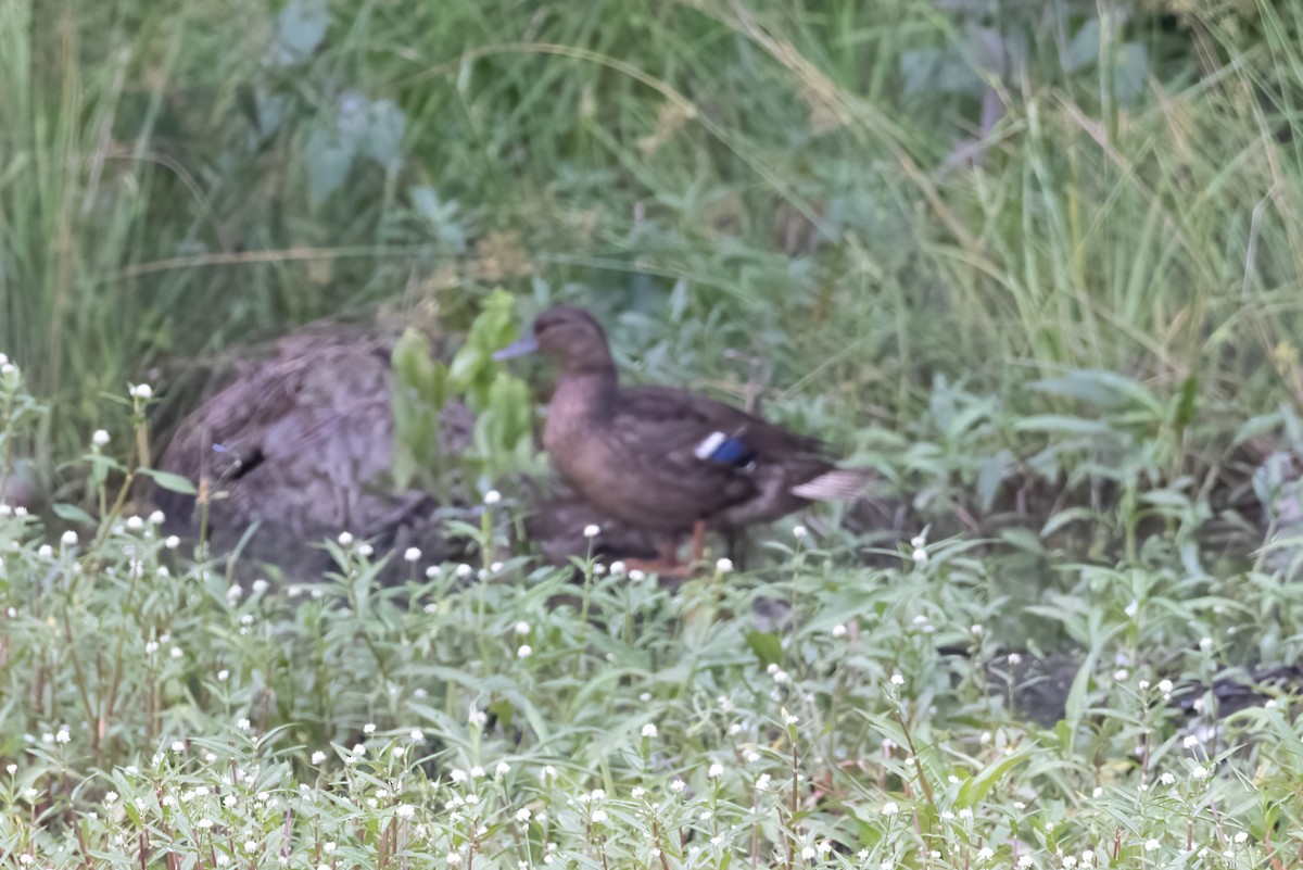 Mallard x American Black Duck (hybrid) - ML346584731