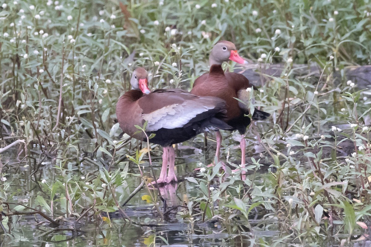 Black-bellied Whistling-Duck - ML346584781