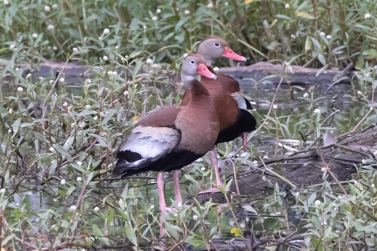 Black-bellied Whistling-Duck - ML346584921