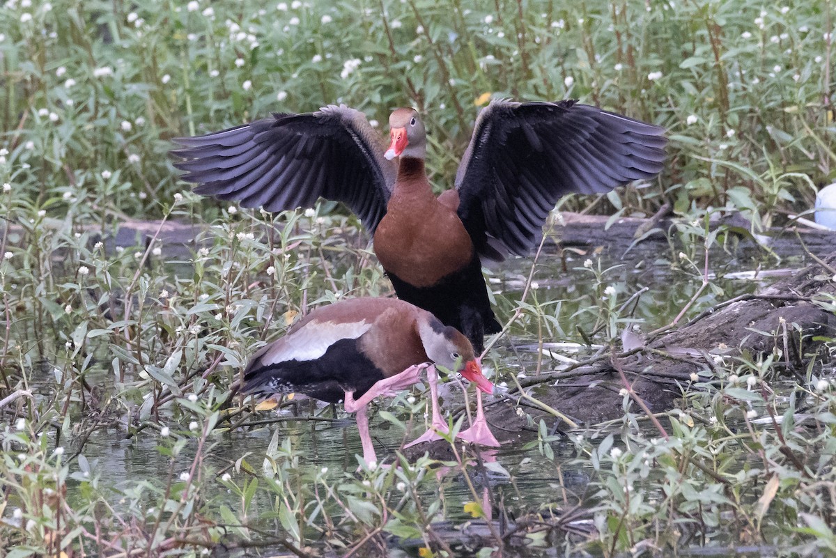 Black-bellied Whistling-Duck - ML346585191