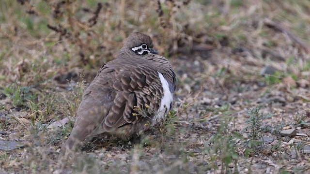 Squatter Pigeon - ML346586471