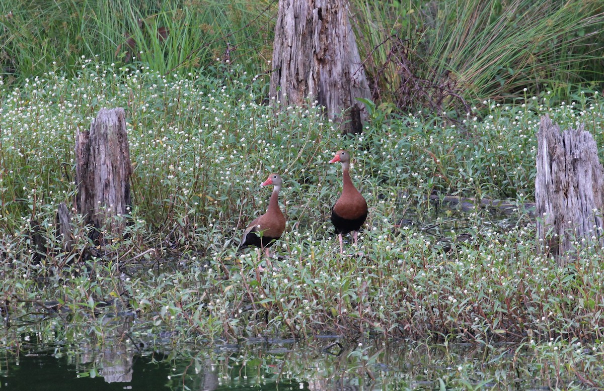 Black-bellied Whistling-Duck - ML346586521