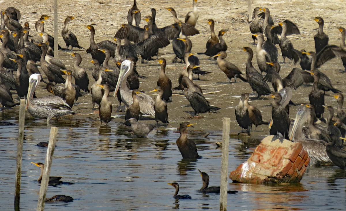 Brown Pelican - ML34658761