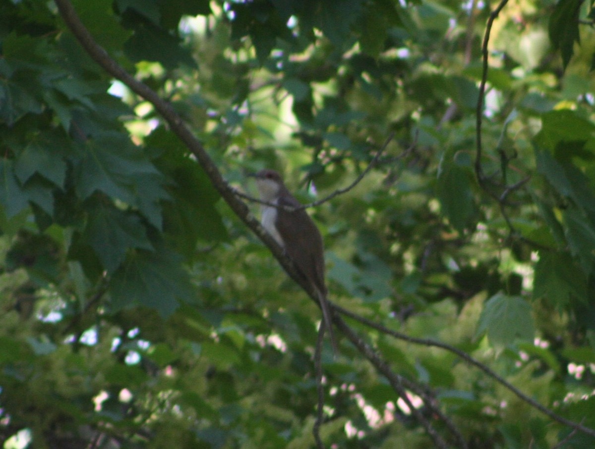 Black-billed Cuckoo - ML346587781