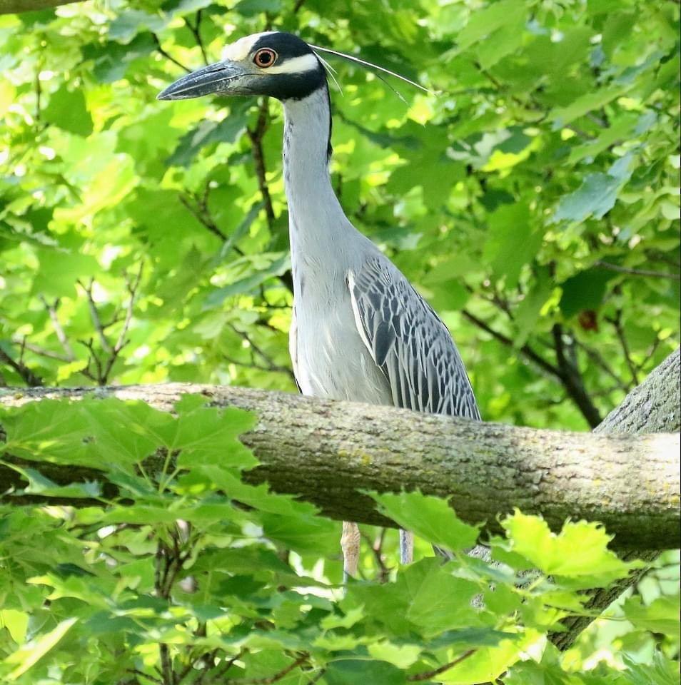 Yellow-crowned Night Heron - WNY Records
