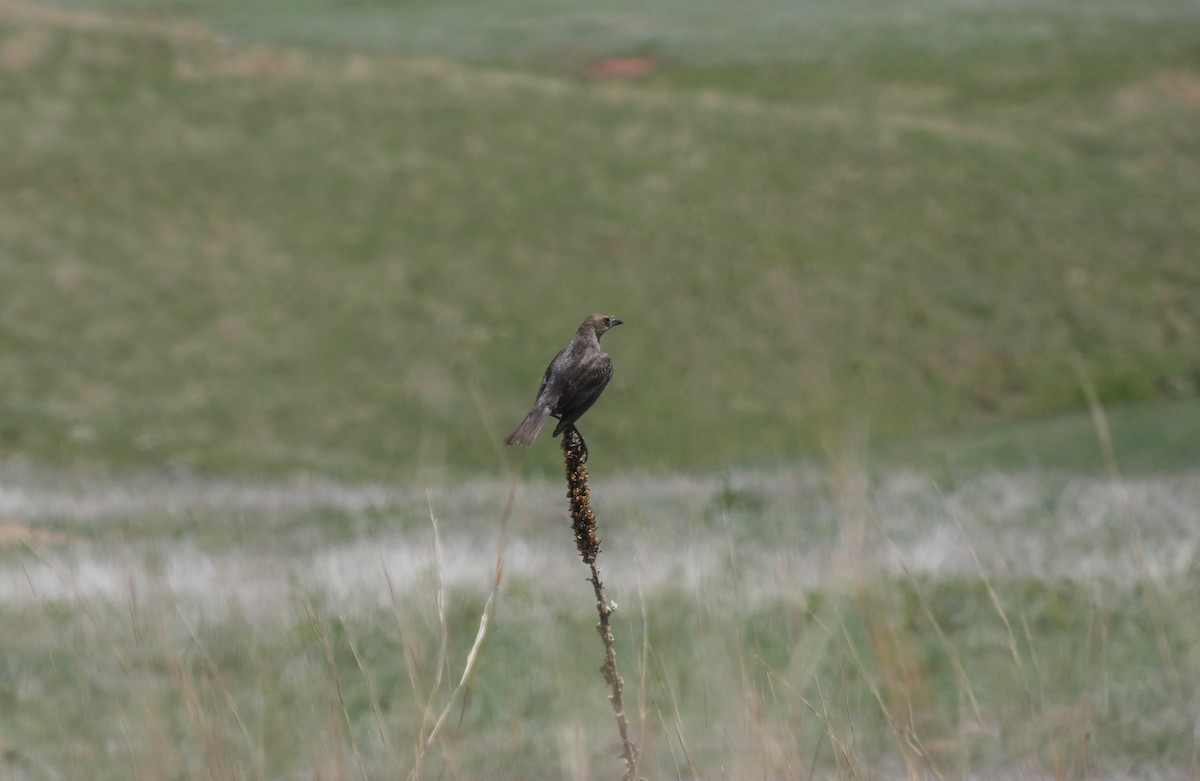 Brewer's Blackbird - ML346591401