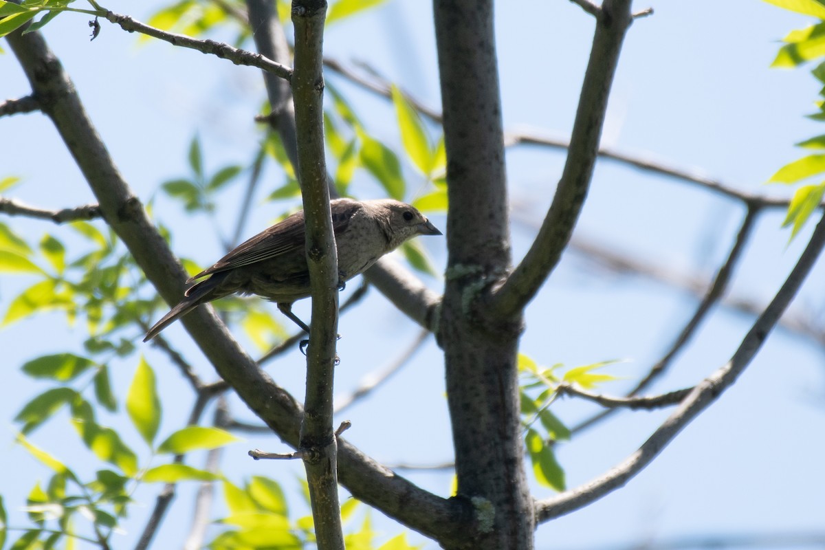 Brown-headed Cowbird - ML346592331