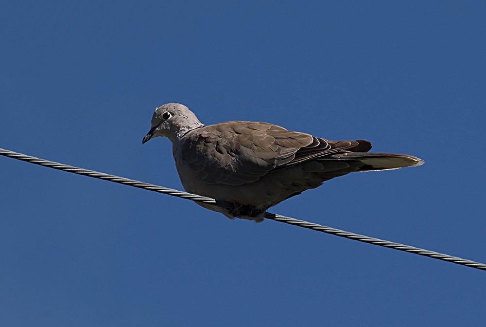Eurasian Collared-Dove - Tony Leukering
