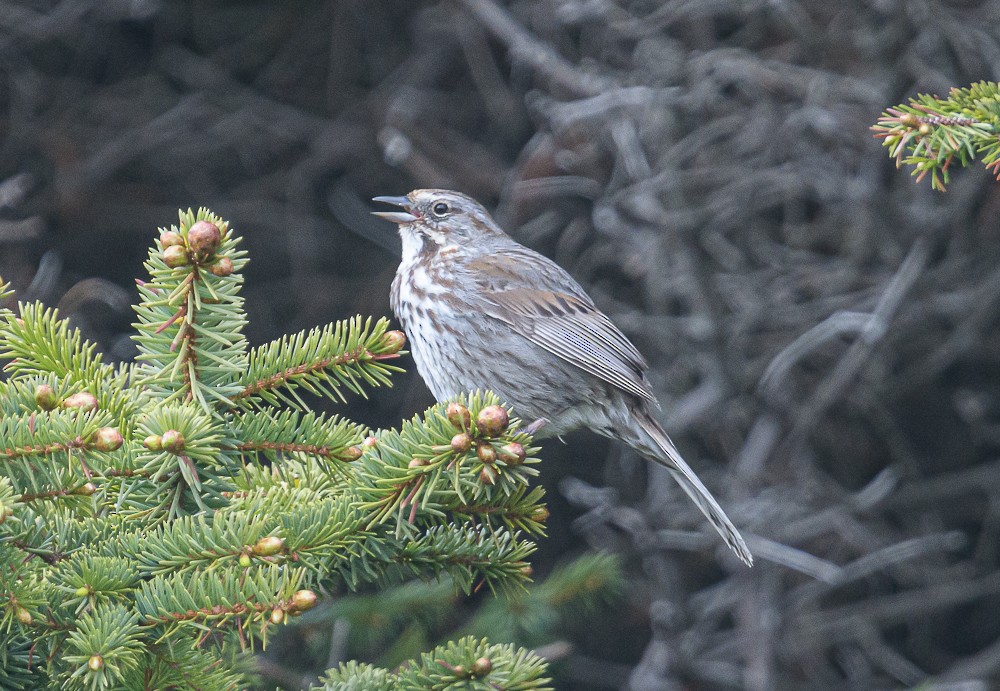 Song Sparrow - ML346594531