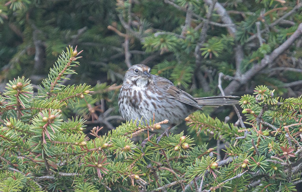 Song Sparrow - ML346594561