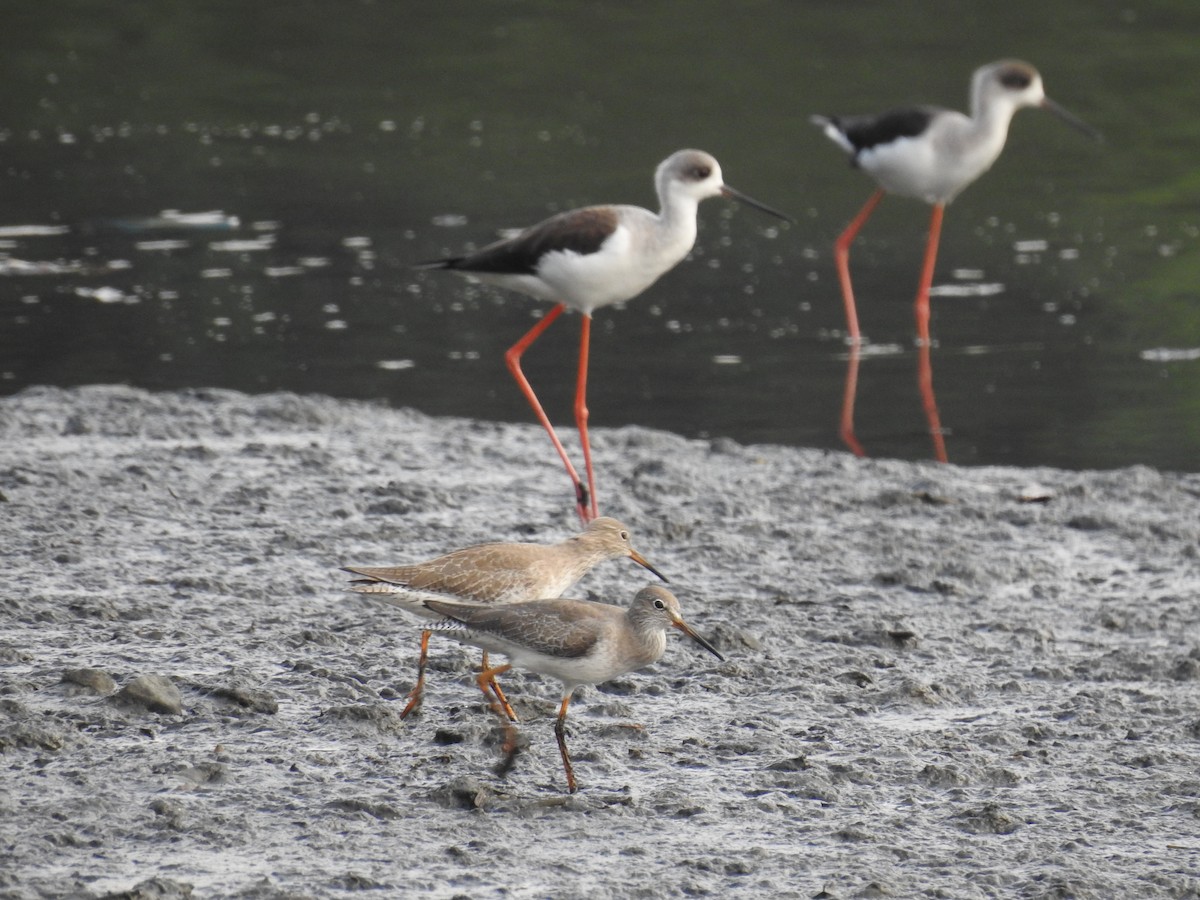 Common Redshank - ML346594721