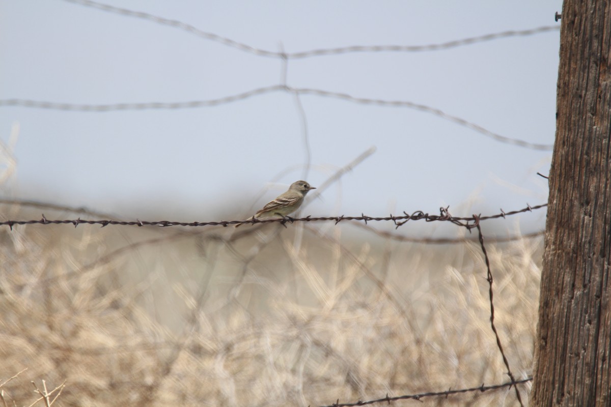 חטפית Empidonax בלתי-מזוהה - ML346595661