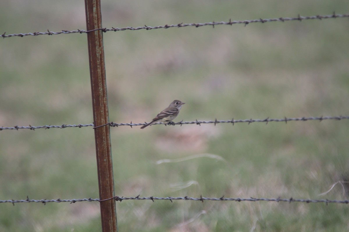 Empidonax sp. - ML346596011