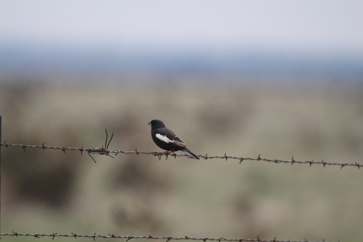 Lark Bunting - ML346596121