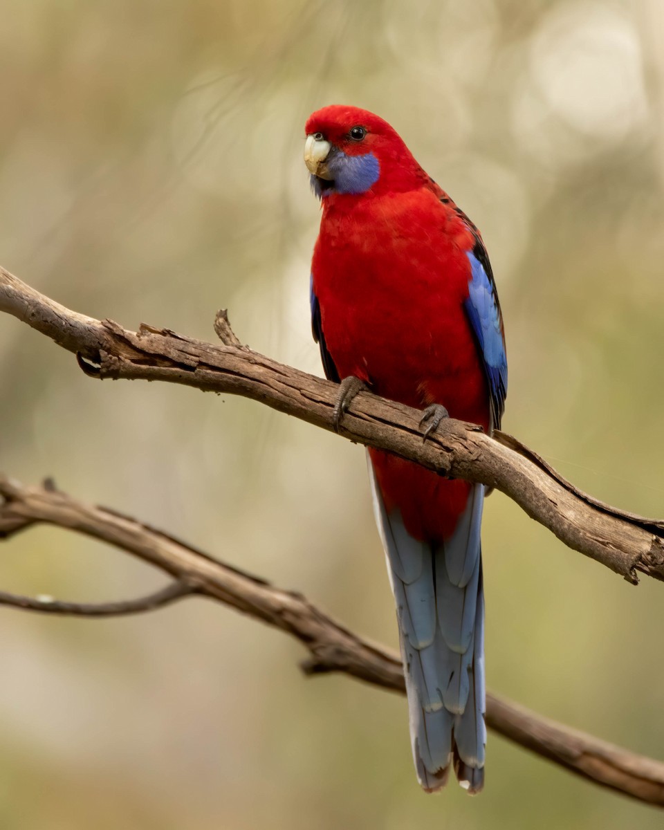 Crimson Rosella - Jamie Smith-Morvell