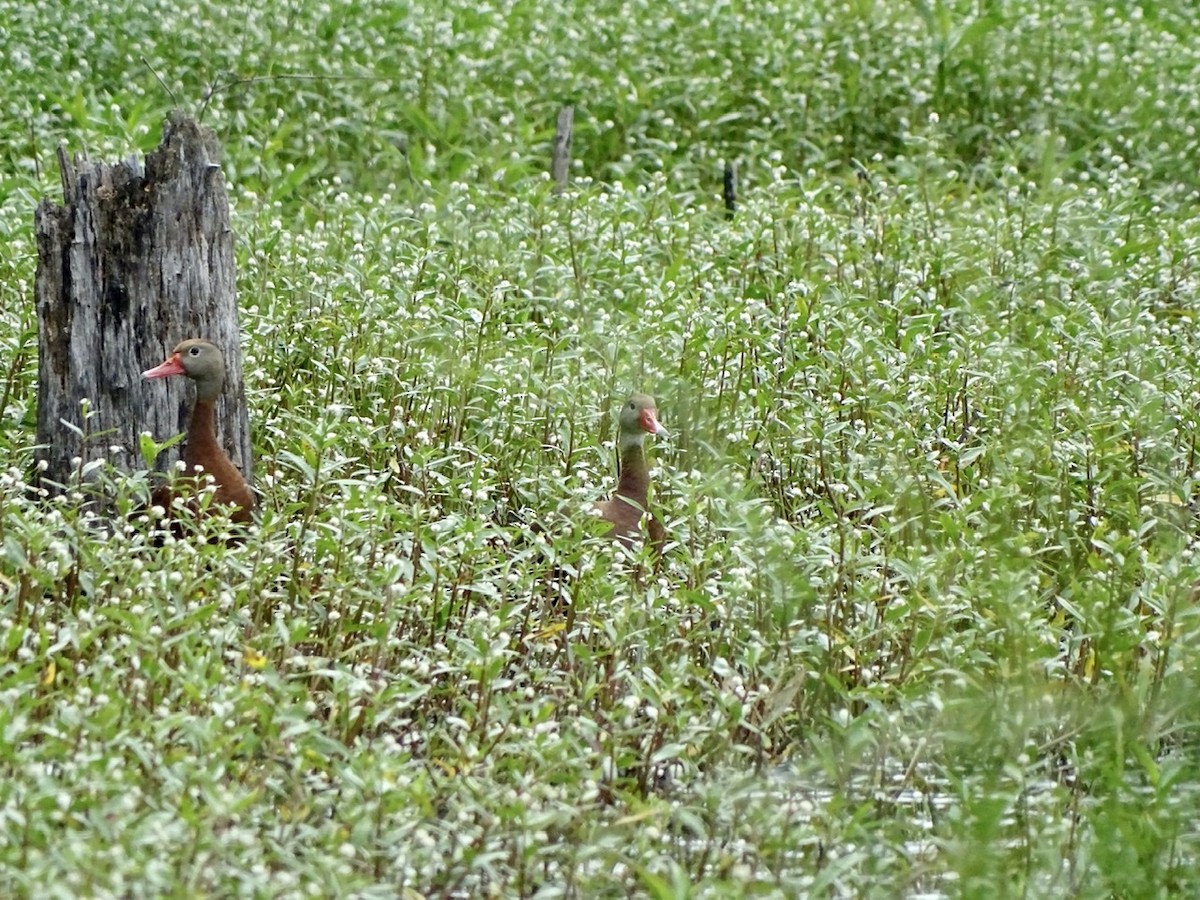 Black-bellied Whistling-Duck - ML346599291
