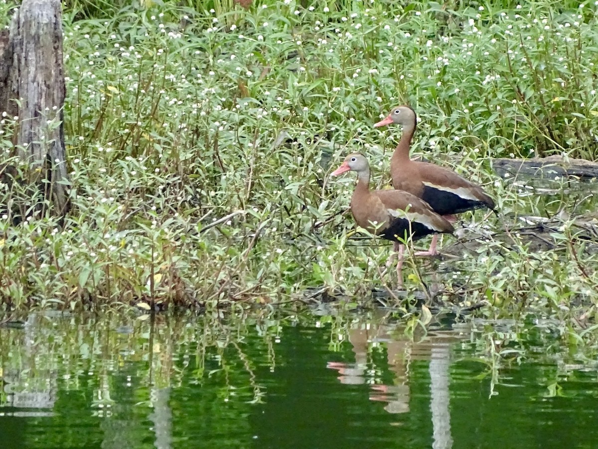 Black-bellied Whistling-Duck - ML346599411