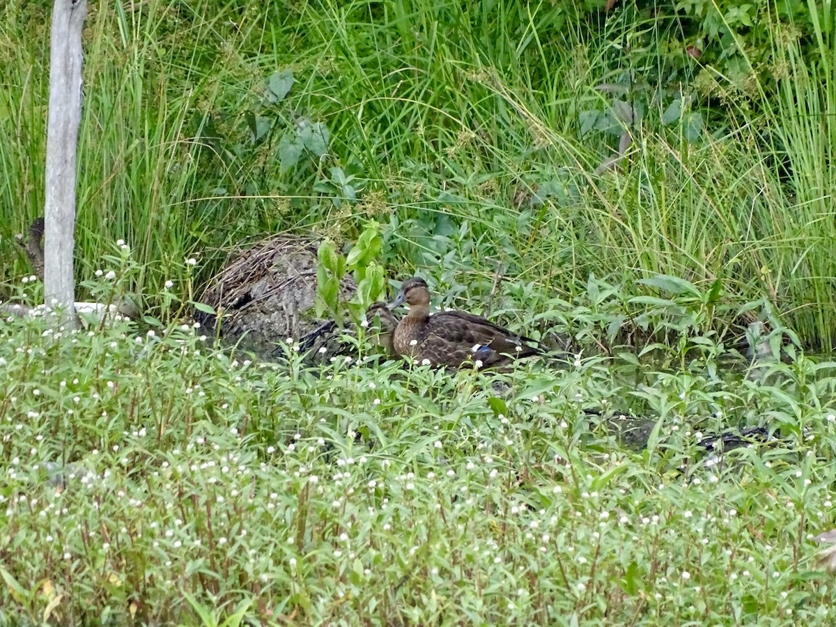 Mallard x American Black Duck (hybrid) - ML346599461