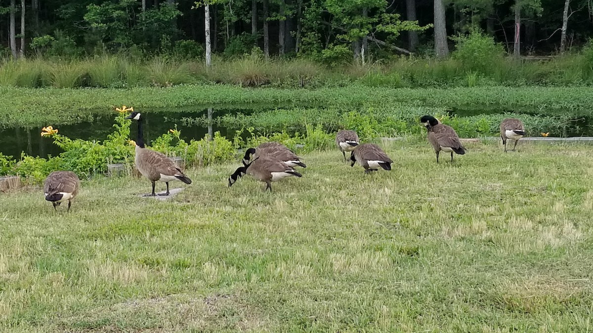 Canada Goose - ML346601711