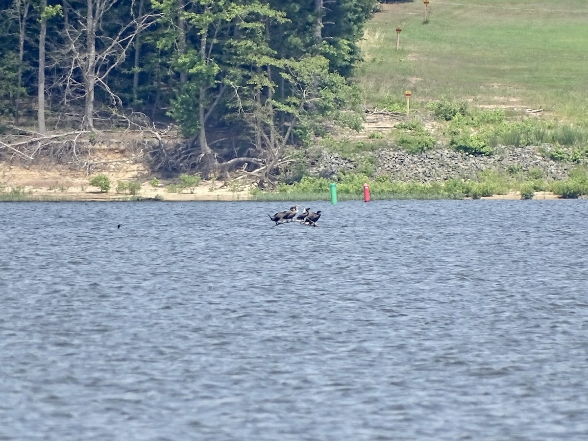 Double-crested Cormorant - ML346604021