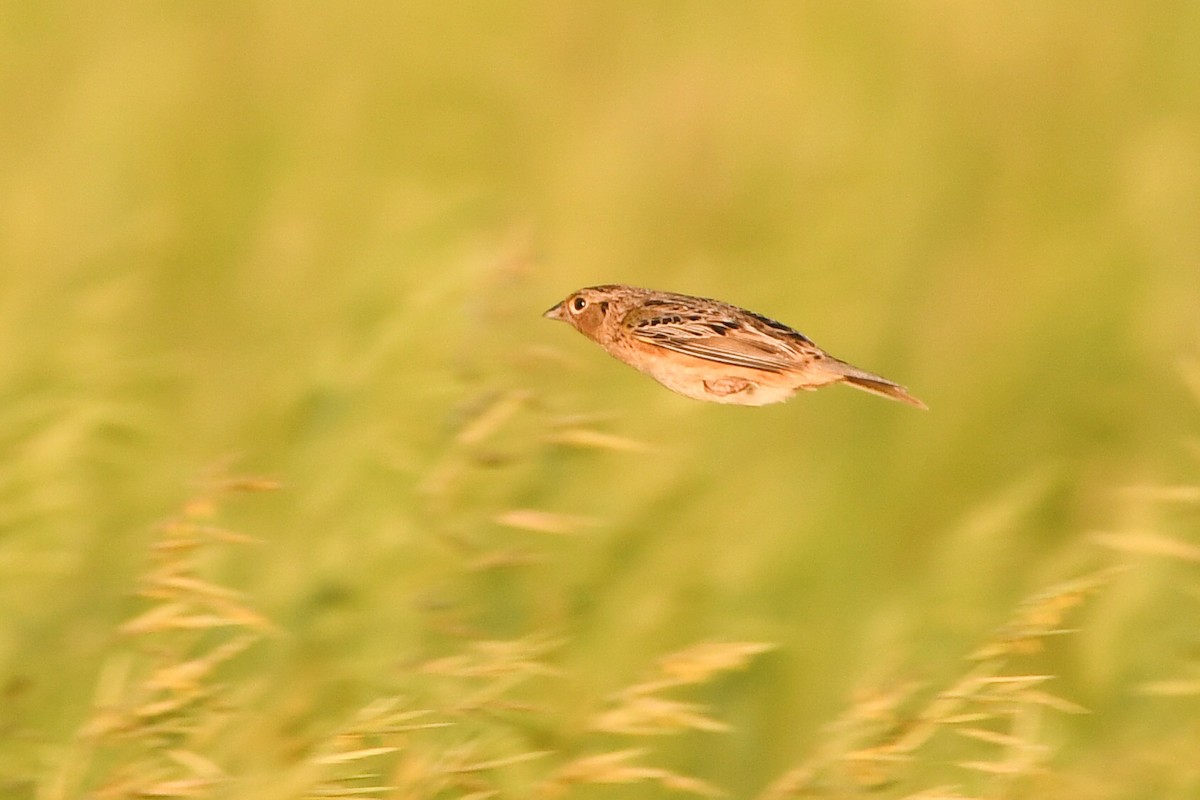 Grasshopper Sparrow - Manny Salas