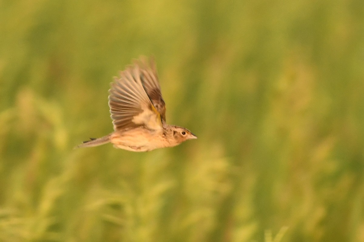 Grasshopper Sparrow - ML346604181