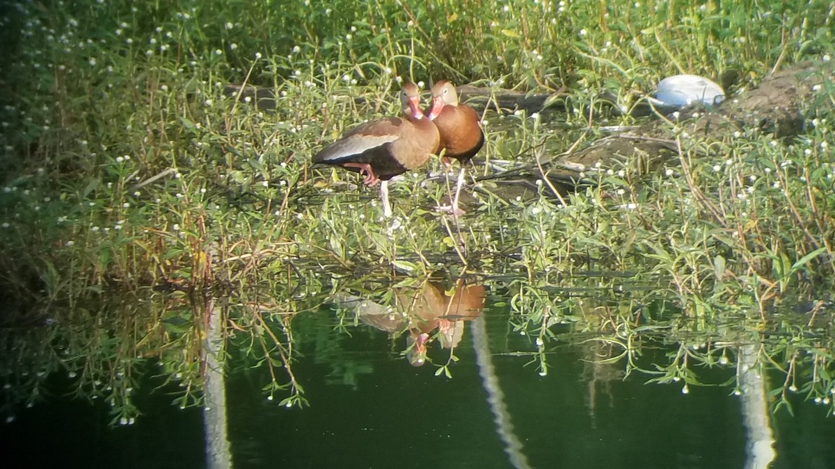 Black-bellied Whistling-Duck - ML346604231