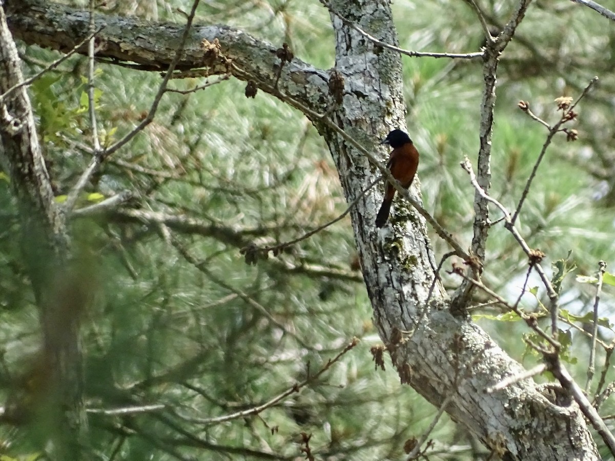 Orchard Oriole - ML346604281