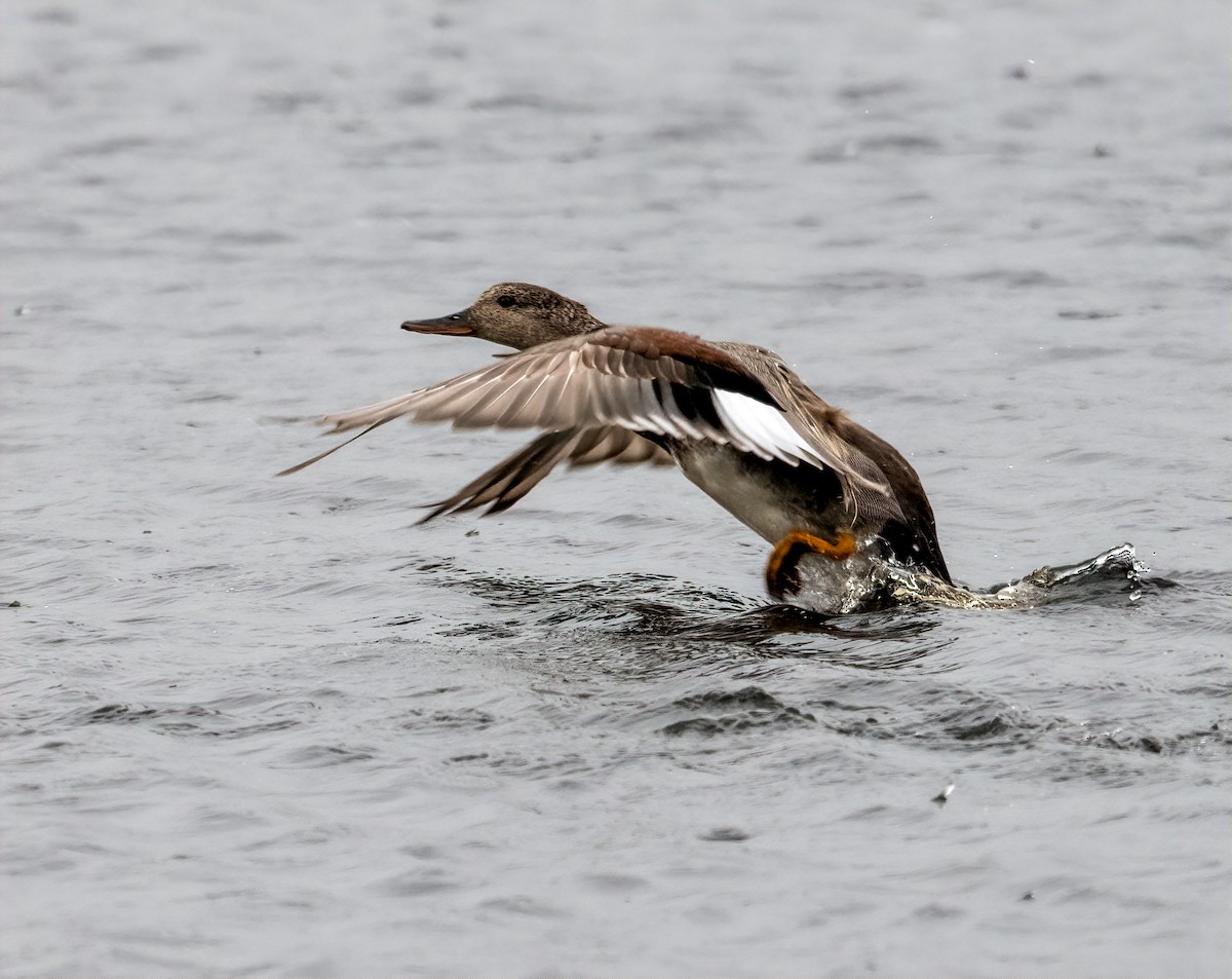 Gadwall - ML346604461