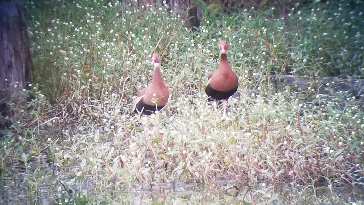 Black-bellied Whistling-Duck - ML346604971