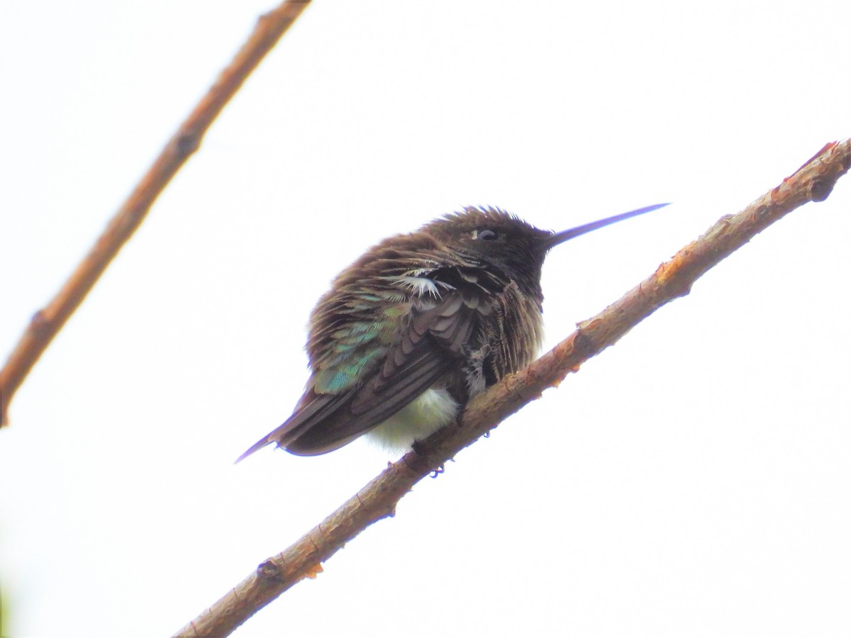 Black-chinned Hummingbird - ML346605011