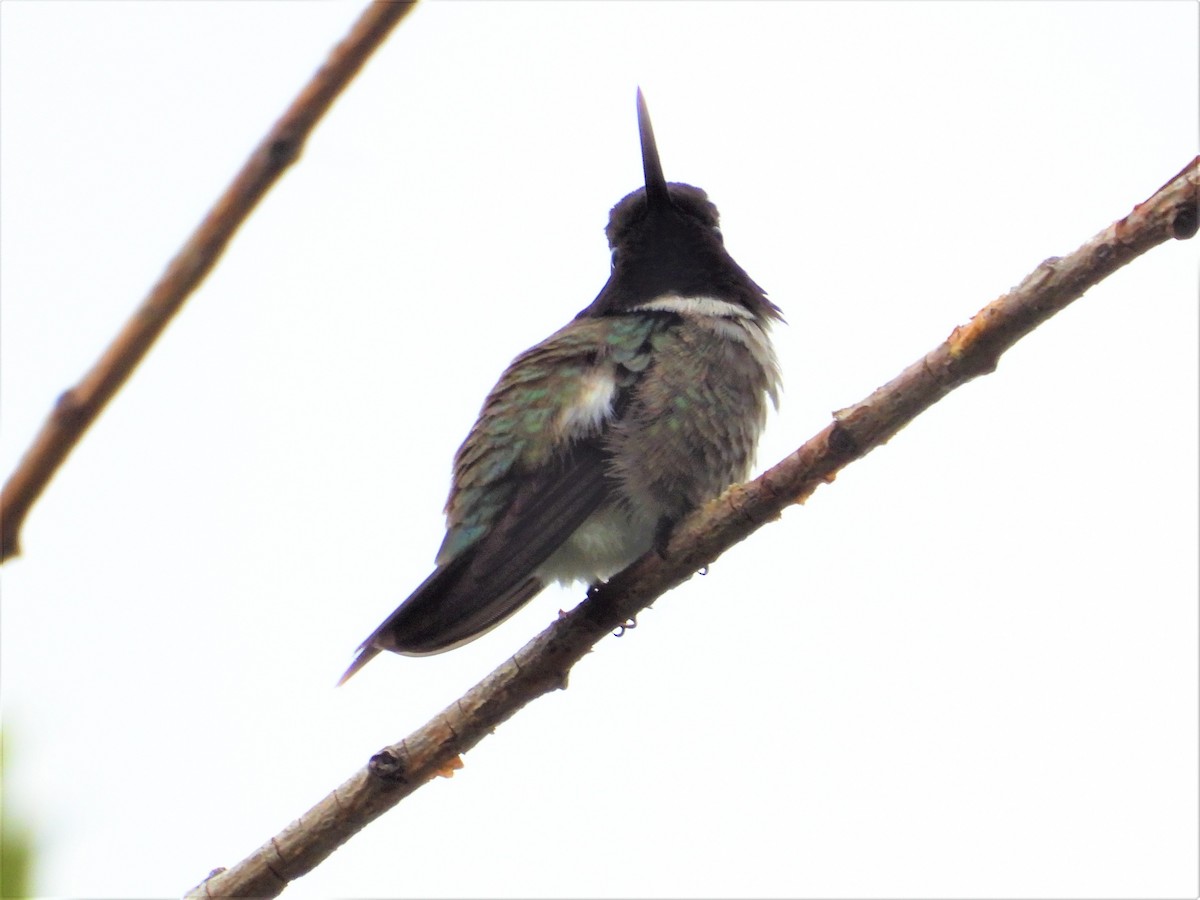 Black-chinned Hummingbird - ML346605021