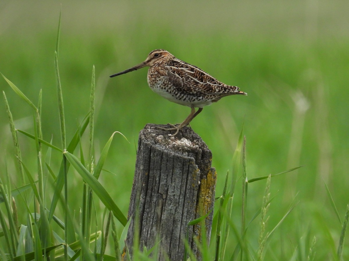 Wilson's Snipe - ML346605041