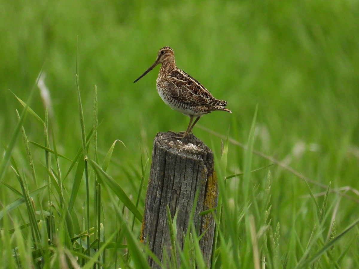 Wilson's Snipe - ML346605081