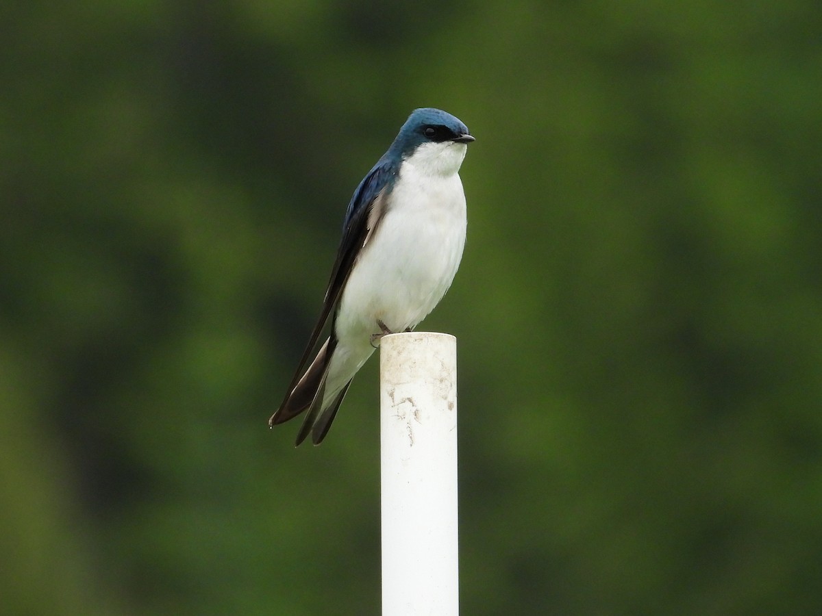 Tree Swallow - ML346605421