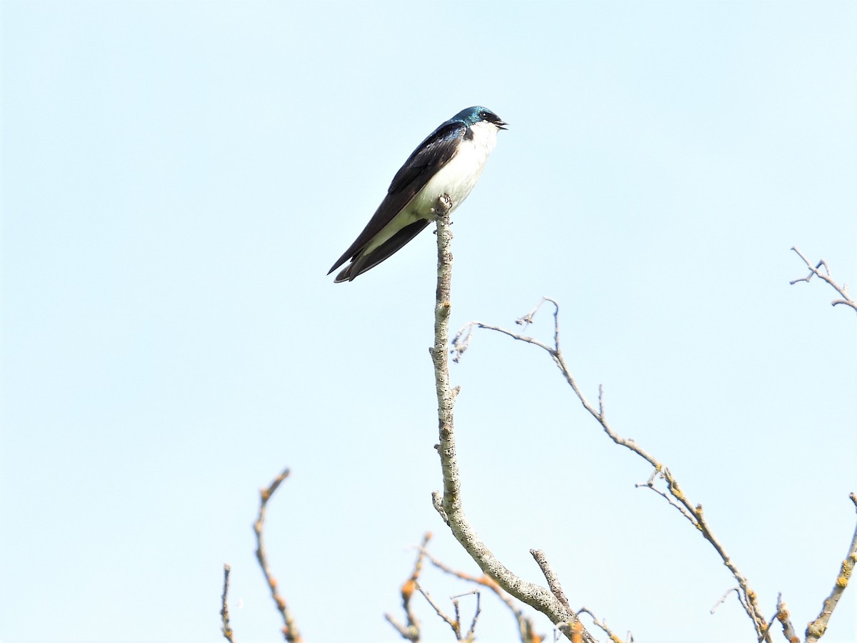 Tree Swallow - ML346605431