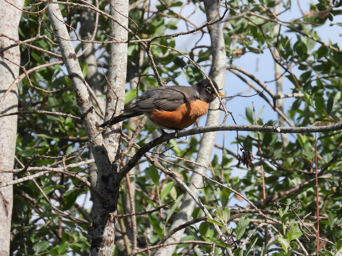 American Robin - ML346605461