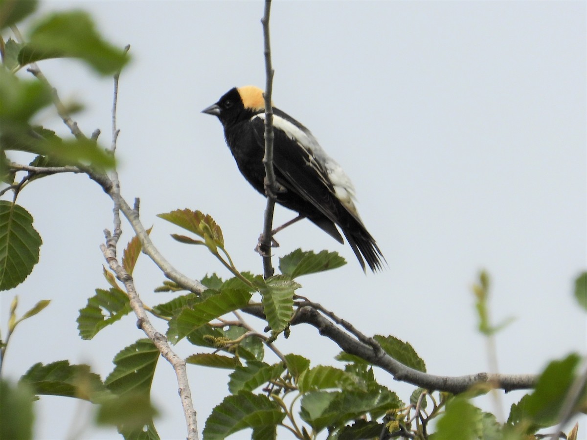 Bobolink - ML346605511