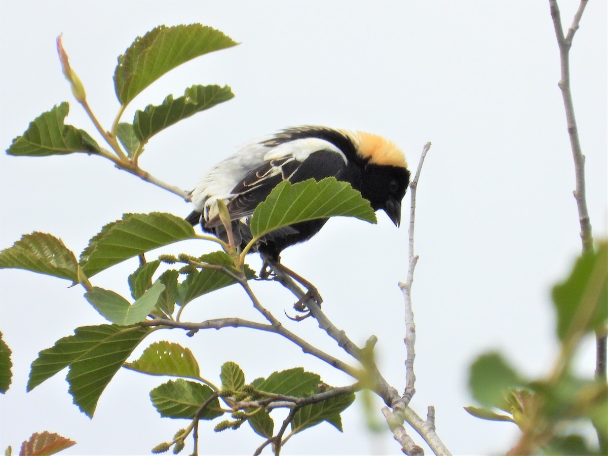 Bobolink - ML346605521