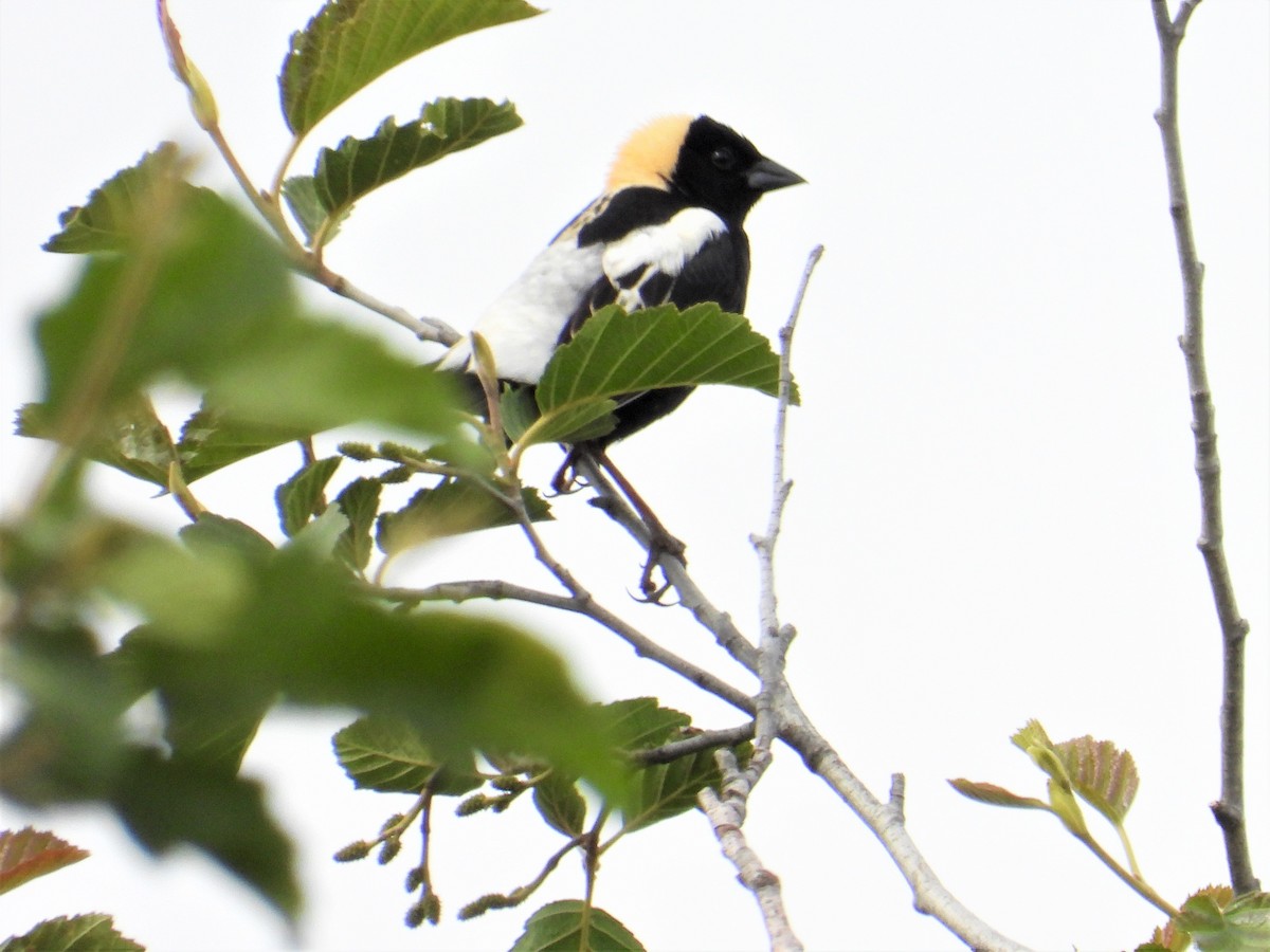 bobolink - ML346605531