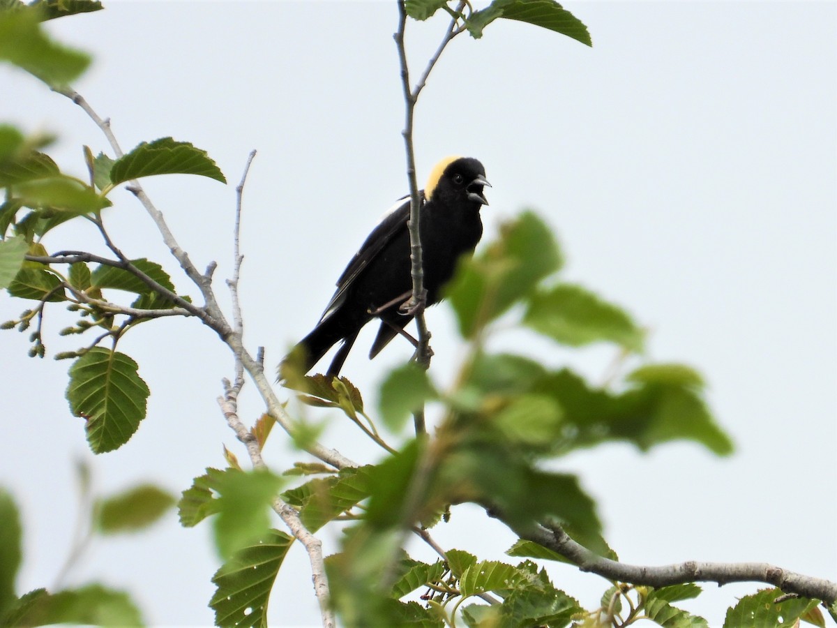 Bobolink - ML346605541