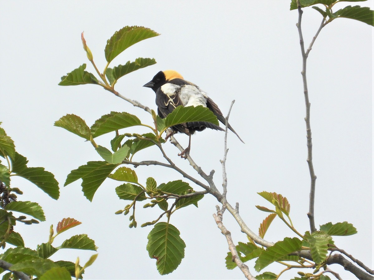 bobolink - ML346605551