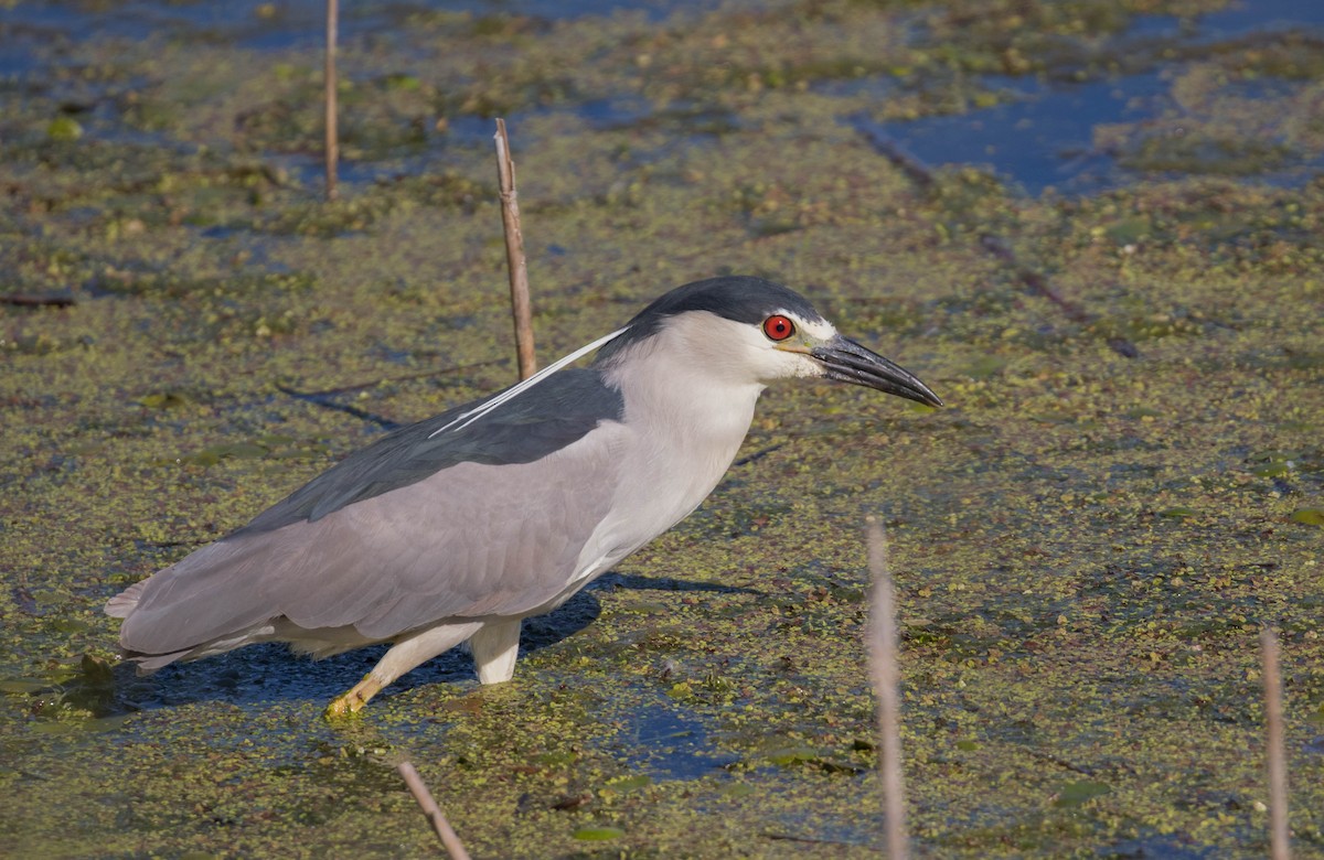 Black-crowned Night Heron - Brad Murphy