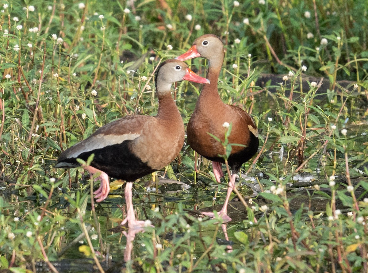 Black-bellied Whistling-Duck - ML346606501