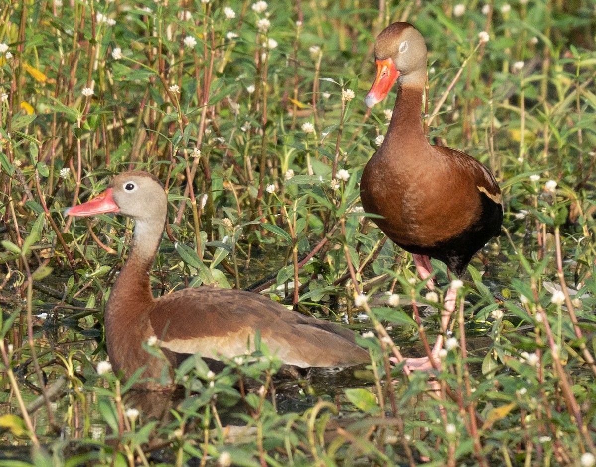 Black-bellied Whistling-Duck - ML346606511