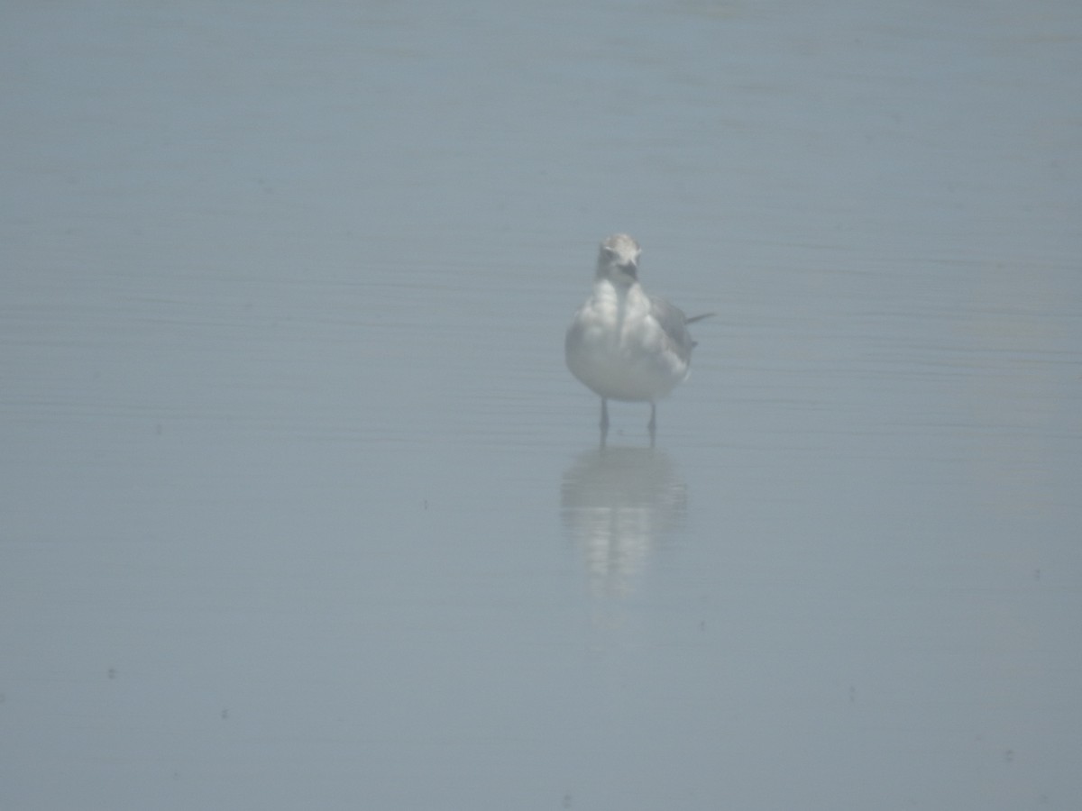 racek karibský - ML346606621