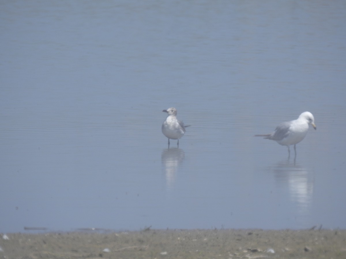 racek karibský - ML346606641