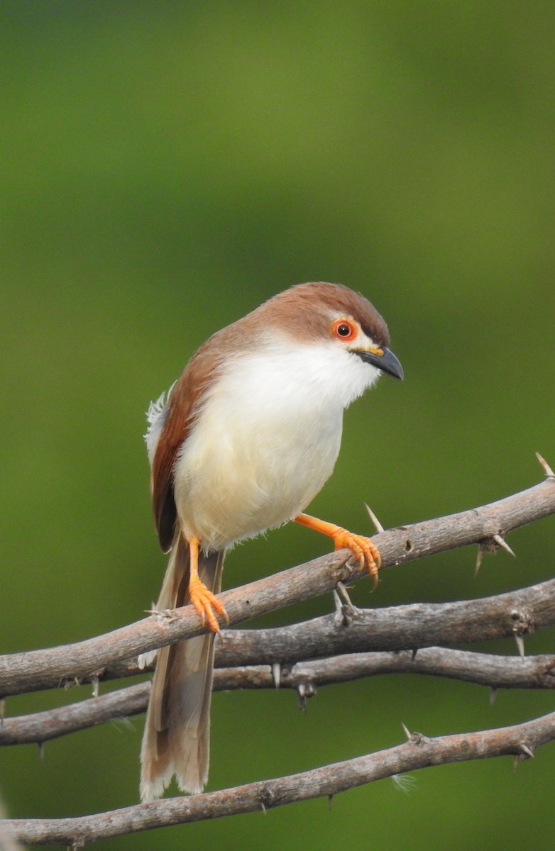 Yellow-eyed Babbler - ML346607191